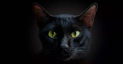 Могут ли кошки действительно видеть в темноте: что говорят ученые - focus.ua - Украина - штат Флорида