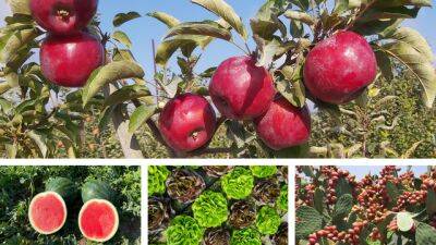 Арбуз без воды, съедобные кактусы: новые овощи и фрукты представили в Израиле - vesty.co.il - Израиль - Иерусалим