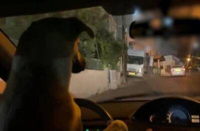 Израильтянин позволил собаке прокатиться за рулем автомобиля и получил за это штраф - nashe.orbita.co.il - Иерусалим