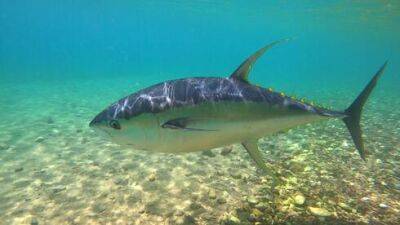 Видео: золотой тунец впервые приплыл к берегам Эйлата - vesty.co.il - Израиль
