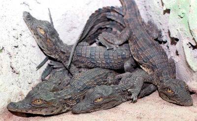 В Ташкентском зоопарке рассказали о состоянии 57 детенышей нильского крокодила, которых изъяли у контрабандистов. Фото и видео - podrobno.uz - Узбекистан - Ташкент