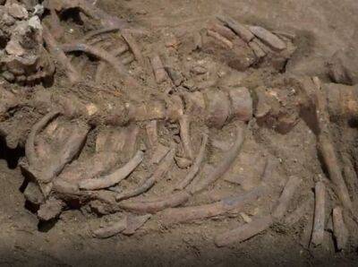 Ученые нашли доказательства древнейшей из известных операций, проведенной 31 000 лет назад - unn.com.ua - Украина - Киев - Washington