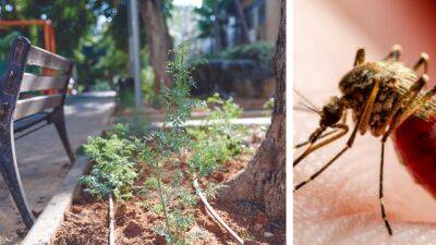 В Ход ха-Шароне придумали оригинальный способ борьбы с комарами - vesty.co.il - Израиль