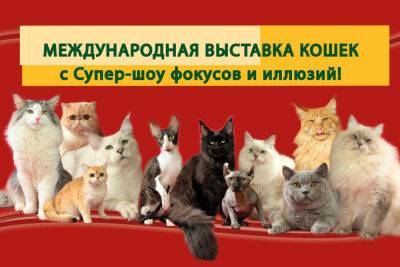 Большая Международная выставка кошек и Супер Шоу Иллюзий - news.israelinfo.co.il - Кармиэль