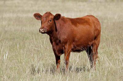 На севере Израиля обнаружена корова, зараженная бешенством - cursorinfo.co.il - Израиль