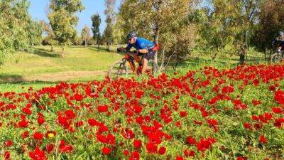 С 1 февраля: цветение анемонов на юге Израиля, сотни развлечений вокруг - vesty.co.il - Израиль