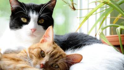 12 правил безопасности для владельцев кошек: некоторые вас удивят - vesty.co.il - Израиль