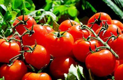 70% урожая томатов может остаться неубранным – на юге прекращаются с/х работы - mignews.net
