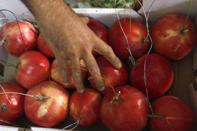 Ущерб от войны на юге и севере Израиля: куры, овощи, фрукты - news.israelinfo.co.il - Израиль - Таиланд
