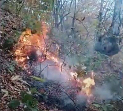 В национальном парке "Шахдаг" произошел пожар (ВИДЕО) - trend.az - Азербайджан - район Габалинский