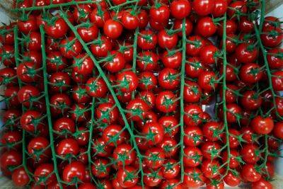 Франциск - Реджеп Тайип Эрдоган - По самые помидоры: две крупнейшие израильские продовольственные сети объявили о полном бойкоте турецких продуктов - 9tv.co.il - Израиль - Турция - Анкара