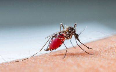 Лихорадка денге обнаружена у пациента, вернувшегося в Израиль из Таиланда - mignews.net - Израиль - Таиланд - Из