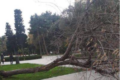 Сильный ветер повалил в Баку несколько деревьев - trend.az - Баку