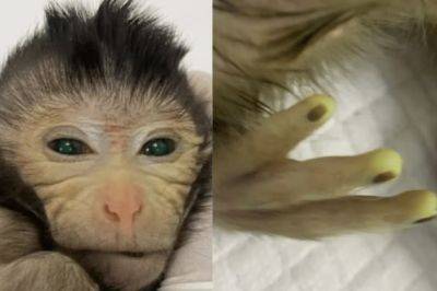 Ученые создали светящуюся обезьяну-химеру из двух наборов ДНК. Фото - mignews.net - Китай - Фото - Из