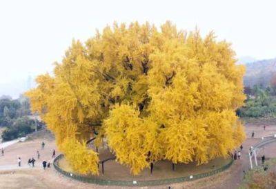 Туристы стремятся к огромному дереву Гинкго - mignews.net - Южная Корея