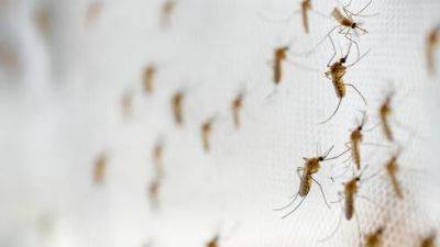 Нашествие комаров в центре Израиля из-за войны: названа причина - vesty.co.il - Израиль - Тель-Авив - Гана - Гуш-Дана - Из