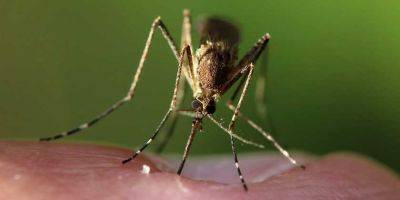 Война привела к активному размножению комаров в Израиле - nep.detaly.co.il - Израиль