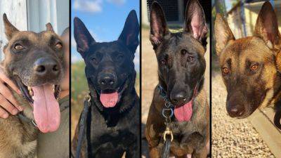 Четыре служебные собаки ЦАХАЛа погибли в Газе, спасая бойцов - vesty.co.il - Израиль