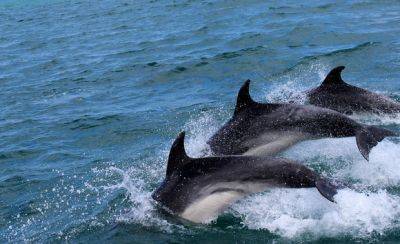 Сильнейший шторм в Севастополе "выпустил" боевых дельфинов в море. Фото - mignews.net - Украина - республика Крым - Севастополь