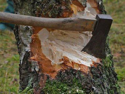Возбуждено уголовное дело по факту незаконной вырубки деревьев в Барде - trend.az - Азербайджан - район Бардинский