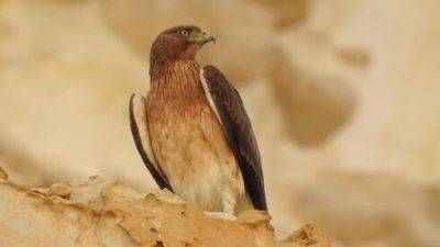 Хищные птицы помогли ЦАХАЛу обнаружить новые жертвы резни ХАМАСа - vesty.co.il - Израиль
