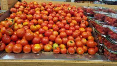 В Израиле помидоры из Иордании заменяют турецкие – цены продолжают расти - vesty.co.il - Израиль - Турция - Иордания - Президент - Из