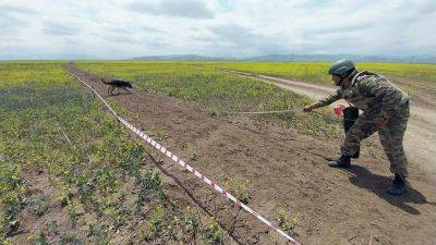 На освобожденных территориях Азербайджана обнаружена еще 171 мина - trend.az - Азербайджан