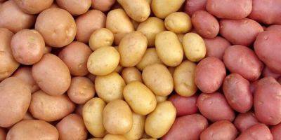 Более 40 тонн импортированного из Беларуси картофеля будет утилизировано - trend.az - Белоруссия - Азербайджан - Из