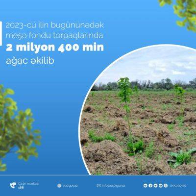 В Азербайджане в этом году на землях лесного фонда посажено 2 миллиона 400 тысяч деревьев - trend.az - Азербайджан