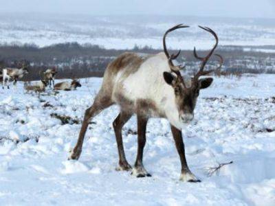 Северные олени помогают бороться с изменением климата - mignews.net - Финляндия