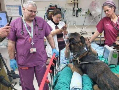 Раненый солдат ЦАХАЛ попал в больницу вместе со своей боевой собакой - nashe.orbita.co.il