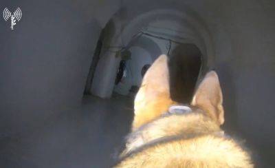 Боевые псы в тоннелях ХАМАСа - mignews.net