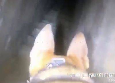 Армейские собаки помогают в уничтожении туннелей ХАМАС - nashe.orbita.co.il