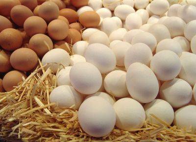 Приведет ли экспорт яиц в Россию к росту цен на них в Азербайджане? - trend.az - Россия - Азербайджан