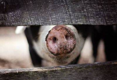 Дания: Крупнейший производитель свинины пытается отказаться от употребления мяса - mignews.net - Дания
