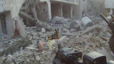 Служебные собаки ЦАХАЛа предотвратили гибель бойцов в Газе - vesty.co.il - Израиль - Турция