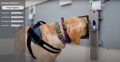 Открытие в Израиле: собаки научились распознавать рак - vesty.co.il - Израиль