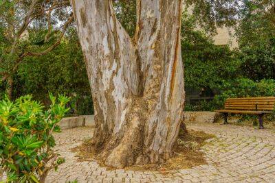 В двух израильских школах деревья обрушились прямо во дворе - news.israelinfo.co.il - Израиль - Австралия