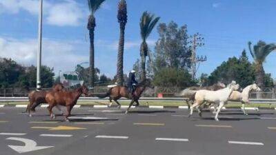 Видео: лошади скачут по скоростному шоссе в округе Ха-Шарон - vesty.co.il - Израиль - Тель-Авив