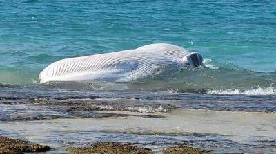 На побережье Израиля выбросило мертвого кита, ученые изучают причины гибели - vesty.co.il - Израиль - район Зикий
