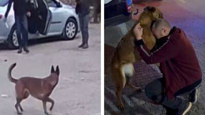 МАГАВ провел операцию в Восточном Иерусалиме, чтобы вернуть похищенную собаку - vesty.co.il - Израиль - Восточный Иерусалим