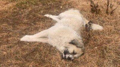 Ужас на севере Израиля: трупы отравленных собак обнаружены в поселке - vesty.co.il - Израиль