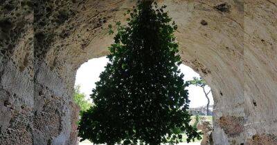 Бросившая вызов гравитации. В археологическом парке в Италии фиговое дерево выросло не с той стороны - focus.ua - Украина - Италия - Неаполь