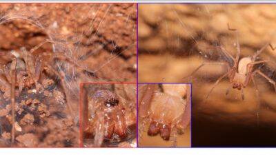 В Израиле обнаружили 7 новых видов пауков с атрофированными глазами - vesty.co.il - Израиль - Иерусалим
