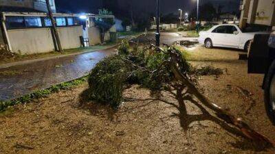 Буря "Барбара": 11-летний мальчик придавлен рухнувшим деревом - vesty.co.il - Израиль