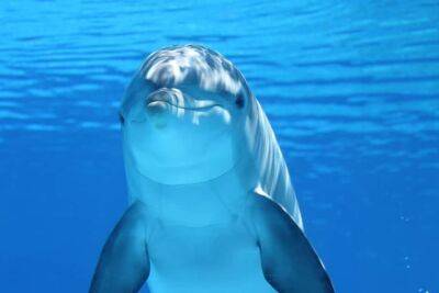 В Эйлате заметили стаю дельфинов, потрясающие кадры - cursorinfo.co.il - Израиль - Эйлат