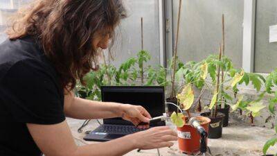 Открытие в Израиле - растения умеют говорить: вот речь помидора - vesty.co.il - Израиль - Тель-Авив
