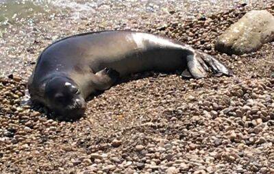 Израильские ученые пытаются вернуть тюленя-монаха на побережье - cursorinfo.co.il - Израиль - Израильские