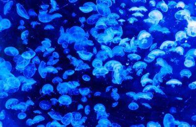 На побережье Средиземного моря зафиксирована высокая концентрация медуз - cursorinfo.co.il - Израиль
