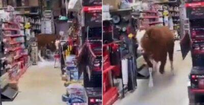 Большая корова устроила хаос в магазине на скользком полу: как она там оказалась и чем все закончилось - akcenty.com.ua - Израиль - Украина